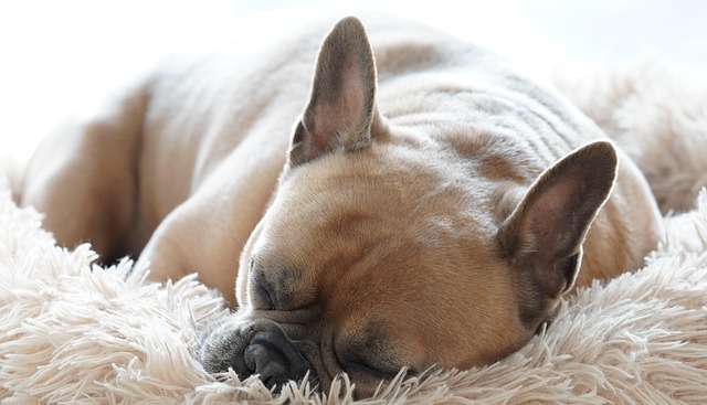 Find den perfekte hundeseng til din firbenede ven